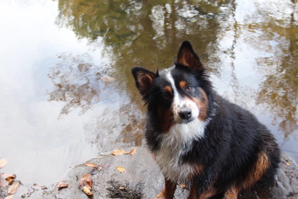 Missy taking a break while on a hike