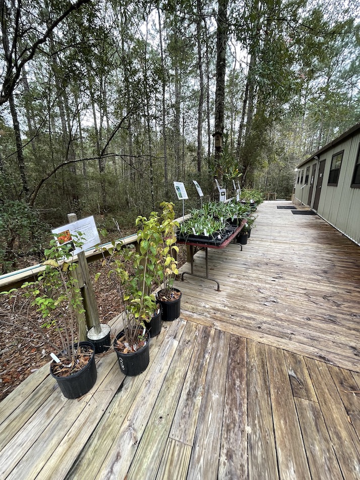 Native plants for sale outside of visitor center