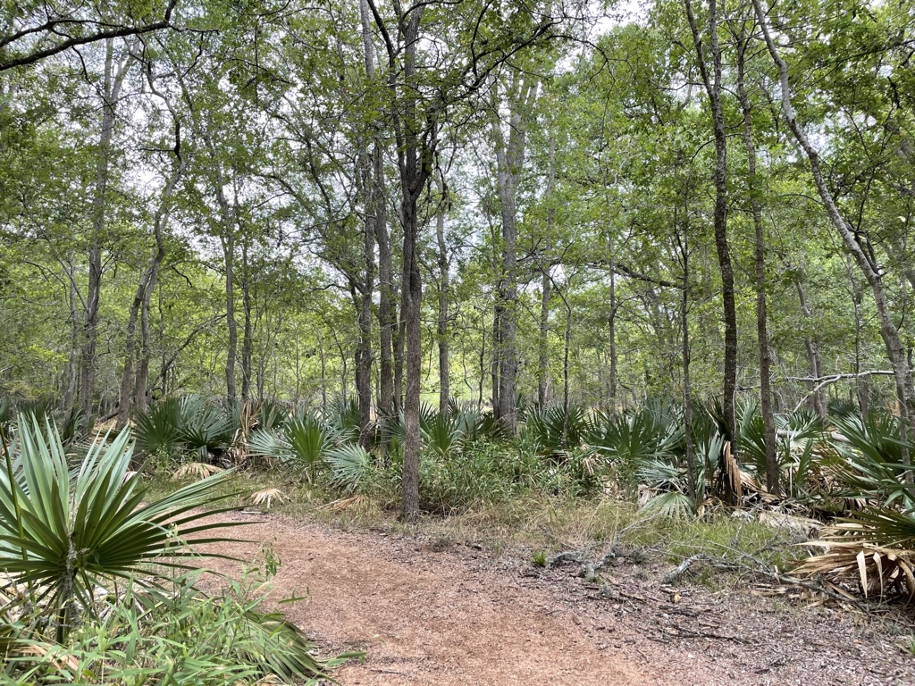 Dwarf Palmetto palms line a gravel path through the Palmetto State Park in Gonzales, TX

