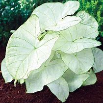 FL – Crazy for Caladiums!
