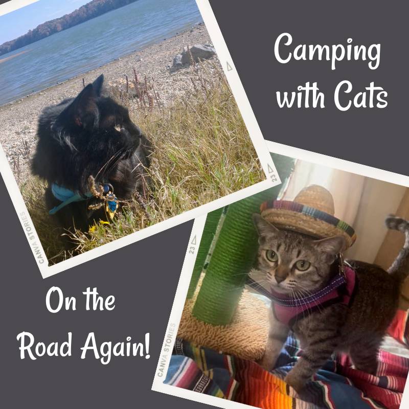 Two images of cats camping with their owners.