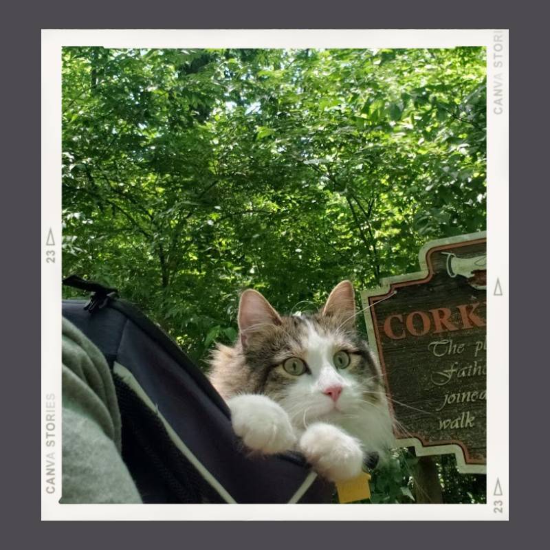 A pretty fluffy cat with pointed ears sits up riding in a backpack with her owner on a hike outdoors.