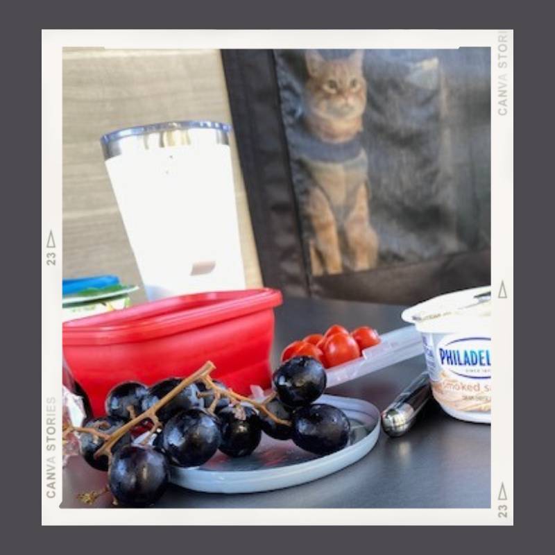 A orange tabbycat is secured in the trailer behind a screened door looking out at a picnic table covered in food.