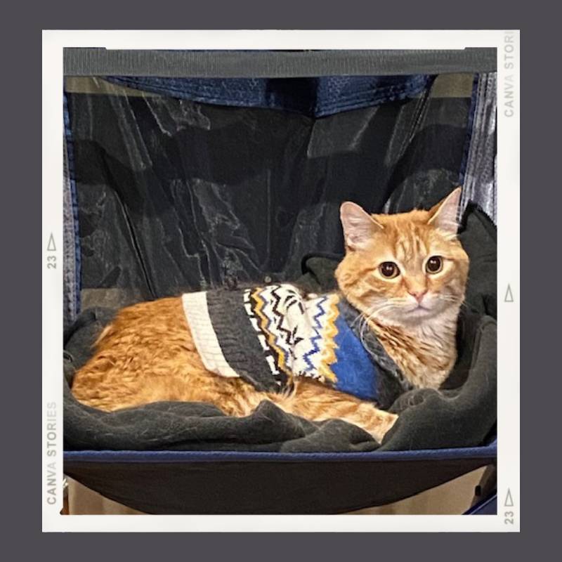 A bright orange tabby with big eyes is sitting in a camp chair and wearing a knit sweater with a design of snowflakes and blue and grey stripes.