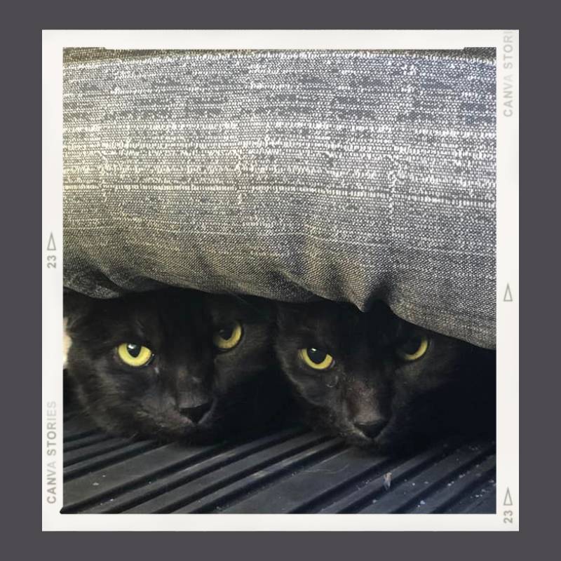 Two black cats hide under a dark grey pillow in a trailer.  They look like they do not like to travel in a car.