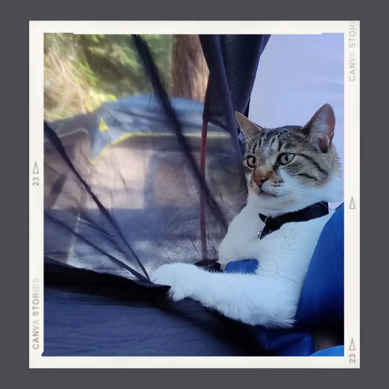 A smart looking shorthaired cat with a white body and grey striped face looks outside from an enclosed hammock.