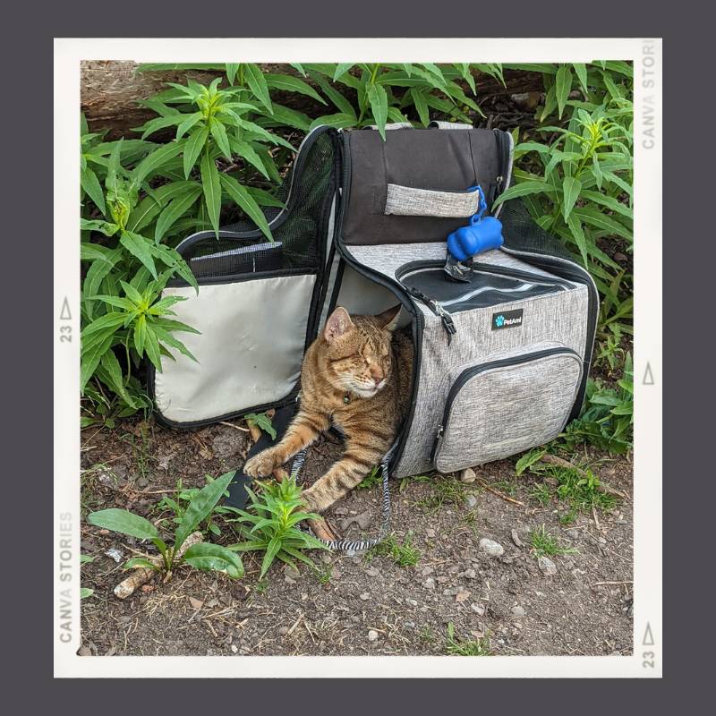 A striped short haired cat sits inside its carrying case looking out at the foliage surrounding him.