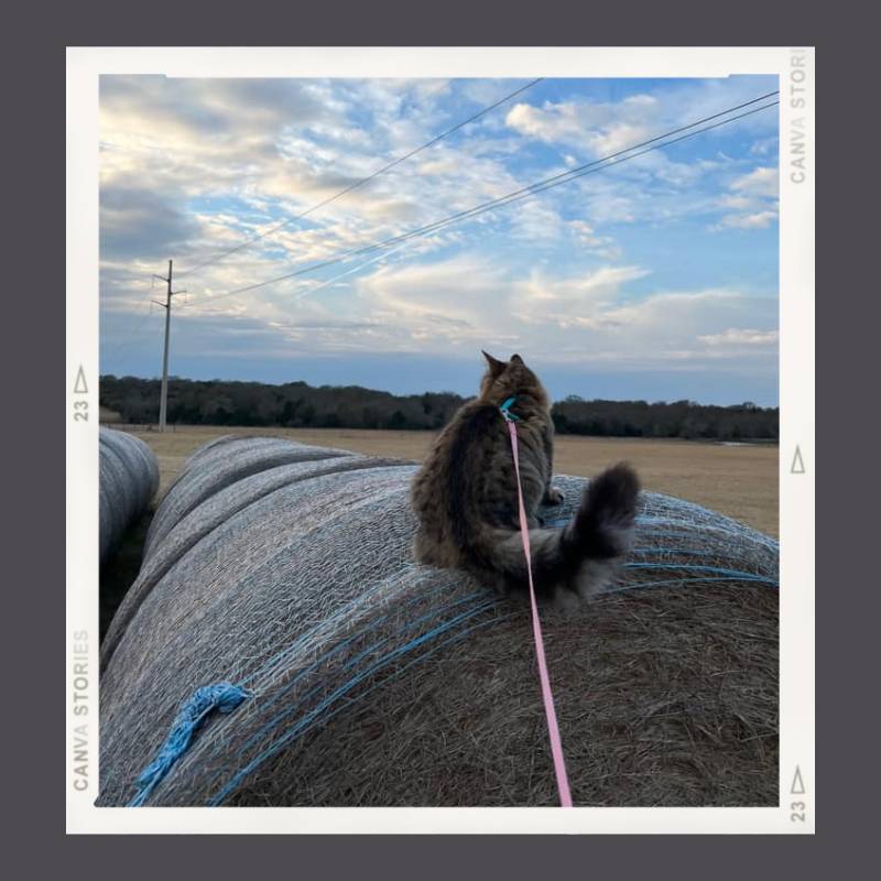 A tip for camping with a cat on a leash shows a grey tabby cat sitting on top of a large roll of hay looking into the distance and secured by a harness and leash.
