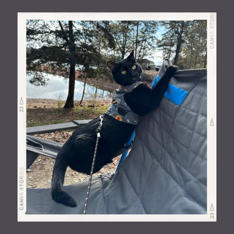 Black cat in a camp chair wearing a leash and harness.  A lake and trees are in the background.