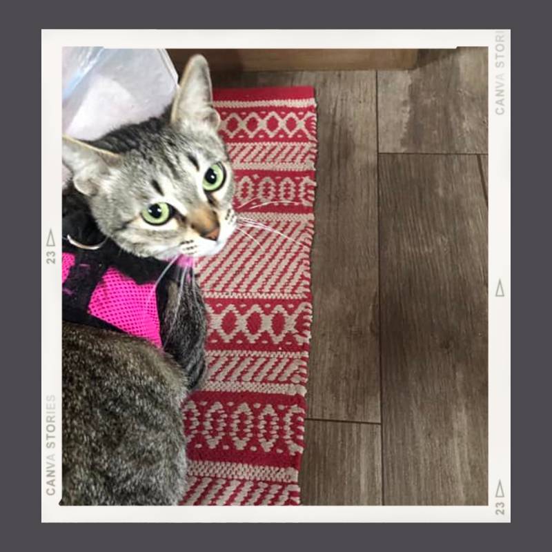 Grey tabby in a bright pink harness inside a trailer looking up at the camera getting ready to cat camp.
