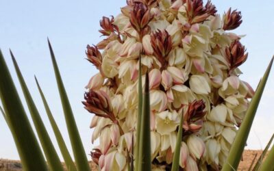 NM – CAVORTING IN CARLSBAD
