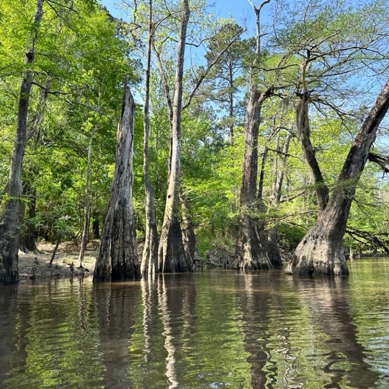 Tall cypress trees extend out of the water at Village Creek.