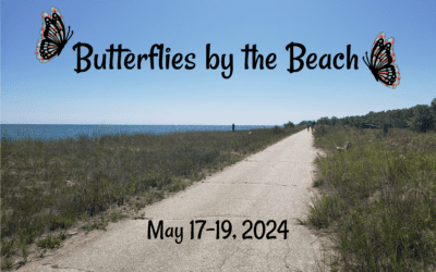 IL – Butterflies by the Beach