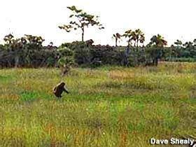 FL – Leap year, Swamp Apes and Girl Campers!