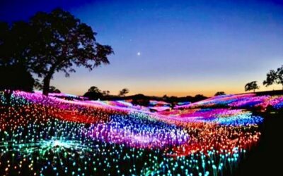 CA FIELD OF LIGHTS – Paso Robles – NOV 2024