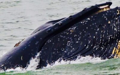 CA – Whale of a Tale – PACIFIC OCEAN – JULY 2025