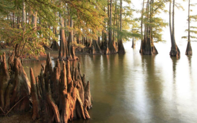 DEL – AUTUMN AT TRAP POND