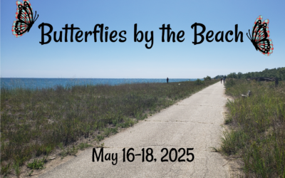 IL – Butterflies by the Beach