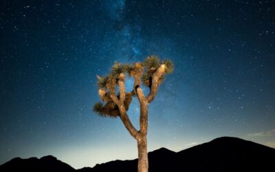 America The Beautiful:  Joshua Tree