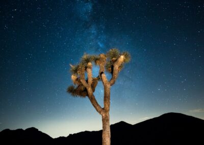 America The Beautiful: Joshua Tree