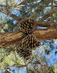 AL – Mississippi in the Pines