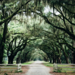 Spanish Moss Oaks